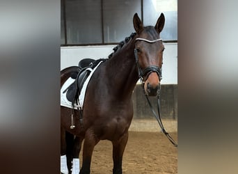 Hanoverian, Mare, 6 years, 17 hh, Brown