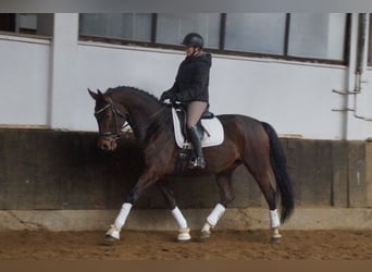 Hanoverian, Mare, 6 years, 17 hh, Brown