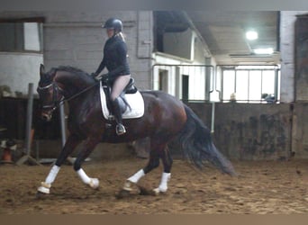 Hanoverian, Mare, 6 years, 17 hh, Brown