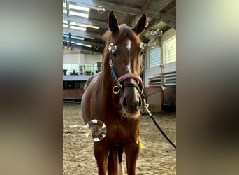 Hanoverian, Mare, 6 years, 17 hh, Chestnut
