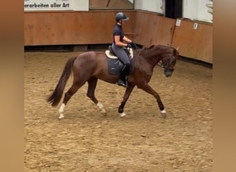 Hanoverian, Mare, 6 years, 17 hh, Chestnut