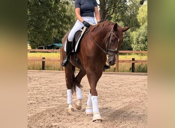 Hanoverian, Mare, 6 years, 17 hh, Chestnut