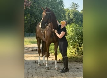 Hanoverian, Mare, 6 years, 17 hh, Chestnut