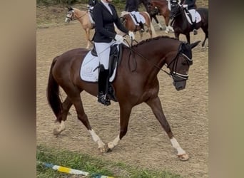 Hanoverian, Mare, 6 years, 17 hh, Chestnut