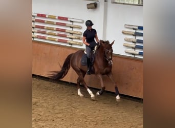 Hanoverian, Mare, 6 years, 17 hh, Chestnut