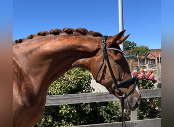 Hanoverian, Mare, 6 years, 17 hh, Chestnut-Red