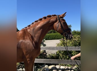 Hanoverian, Mare, 6 years, 17 hh, Chestnut-Red
