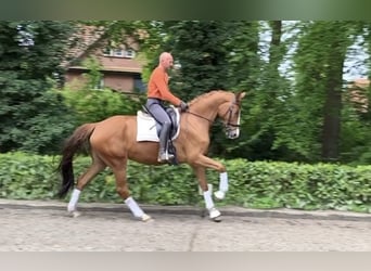 Hanoverian, Mare, 6 years, 17 hh, Chestnut-Red