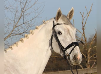 Hanoverian, Mare, 6 years, 17 hh, Grey