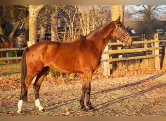 Hanoverian, Mare, 6 years, 17,1 hh, Brown