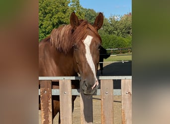 Hanoverian, Mare, 6 years, 17,1 hh, Chestnut