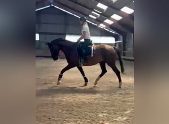 Hanoverian, Mare, 6 years, 18 hh, Chestnut