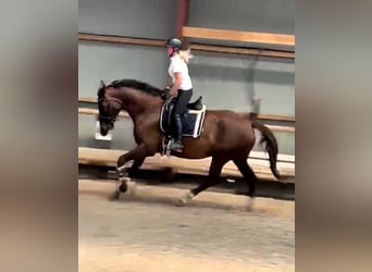 Hanoverian, Mare, 6 years, 18 hh, Chestnut