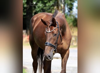 Hanoverian, Mare, 6 years, 18 hh, Chestnut