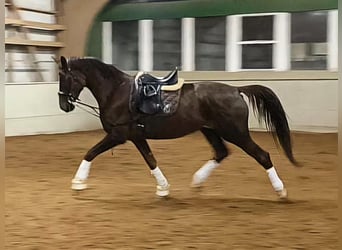 Hanoverian, Mare, 6 years, 18 hh, Chestnut