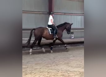 Hanoverian, Mare, 6 years, 18 hh, Chestnut