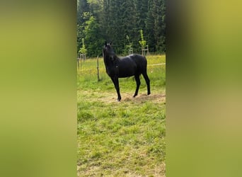 Hanoverian, Mare, 6 years, Black