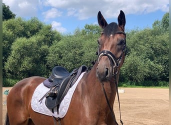 Hanoverian, Mare, 6 years, Brown