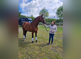 Hanoverian, Mare, 6 years, Brown