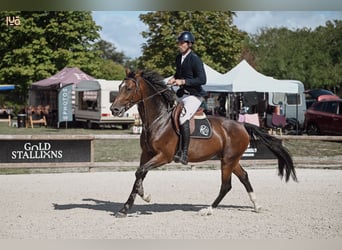 Hanoverian, Mare, 6 years, Brown