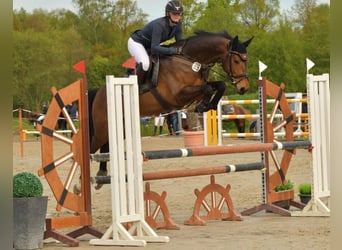 Hanoverian, Mare, 7 years, 15.2 hh, Brown
