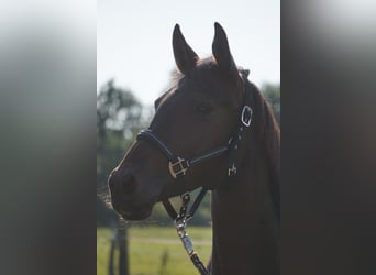Hanoverian, Mare, 7 years, 15,2 hh, Bay-Dark