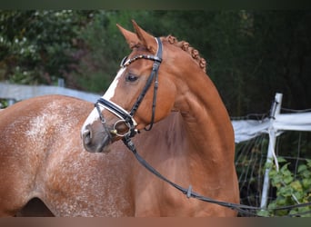Hanoverian, Mare, 7 years, 15,2 hh, Chestnut-Red