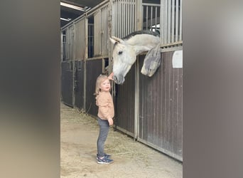 Hanoverian, Mare, 7 years, 15,2 hh, Gray