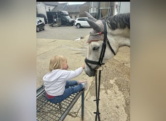 Hanoverian, Mare, 7 years, 15,2 hh, Gray