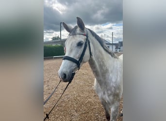 Hanoverian, Mare, 7 years, 15,2 hh, Gray