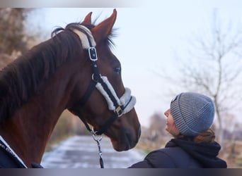 Hanoverian, Mare, 7 years, 15,3 hh, Chestnut