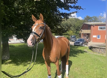 Hanoverian, Mare, 7 years, 15,3 hh, Chestnut-Red