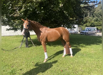 Hanoverian, Mare, 7 years, 15,3 hh, Chestnut-Red