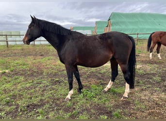 Hanoverian, Mare, 7 years, 16.1 hh, Bay-Dark