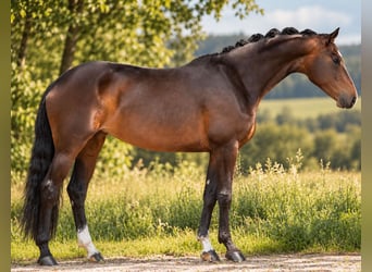 Hanoverian, Mare, 7 years, 16.1 hh, Bay-Dark