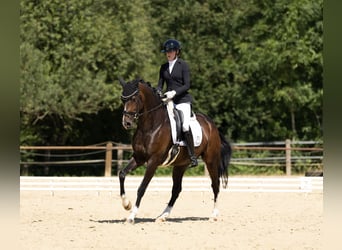 Hanoverian, Mare, 7 years, 16.1 hh, Bay-Dark