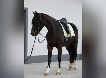 Hanoverian, Mare, 7 years, 16.1 hh, Bay-Dark