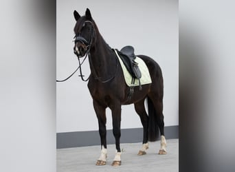 Hanoverian, Mare, 7 years, 16.1 hh, Bay-Dark