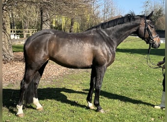 Hanoverian, Mare, 7 years, 16.1 hh, Bay-Dark