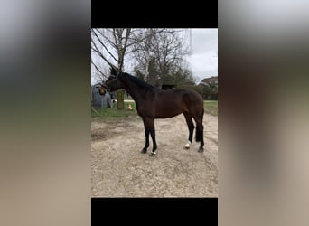 Hanoverian, Mare, 7 years, 16,1 hh, Bay-Dark