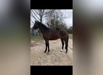 Hanoverian, Mare, 7 years, 16,1 hh, Bay-Dark