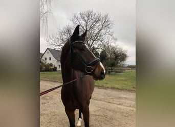 Hanoverian, Mare, 7 years, 16,1 hh, Bay-Dark