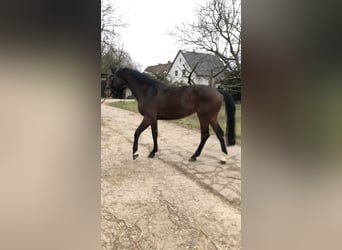 Hanoverian, Mare, 7 years, 16,1 hh, Bay-Dark