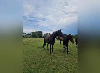 Hanoverian, Mare, 7 years, 16,1 hh, Bay-Dark