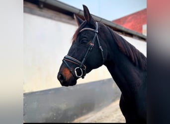 Hanoverian, Mare, 7 years, 16,1 hh, Bay-Dark