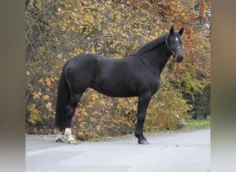 Hanoverian, Mare, 7 years, 16.1 hh, Bay-Dark