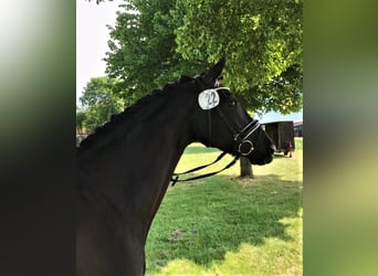 Hanoverian, Mare, 7 years, 16.1 hh, Black