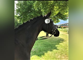 Hanoverian, Mare, 7 years, 16.1 hh, Black