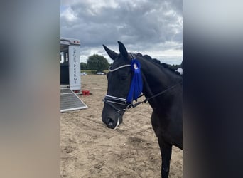 Hanoverian, Mare, 7 years, 16.1 hh, Black