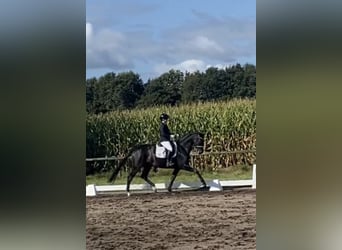 Hanoverian, Mare, 7 years, 16.1 hh, Black